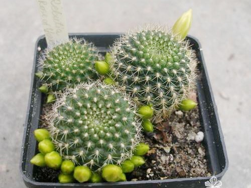 Rebutia Rose of York