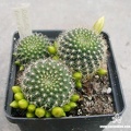 Rebutia Rose of York