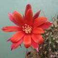 Rebutia  Aylostera   kupperiana