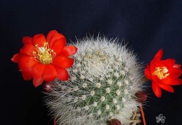 Rebutia  Aylostera  albipilosa