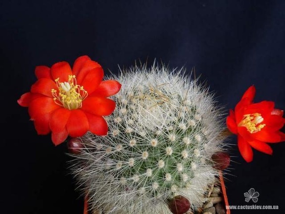 Rebutia  Aylostera  albipilosa