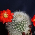 Rebutia  Aylostera  albipilosa