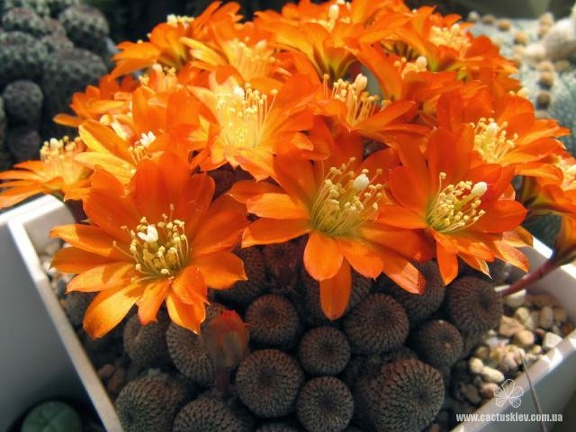 Rebutia  Aylostera  heliosa