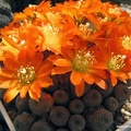 Rebutia  Aylostera  heliosa