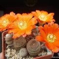 Rebutia  Aylostera  heliosa1