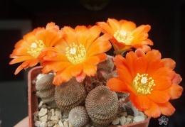 Rebutia  Aylostera  heliosa1