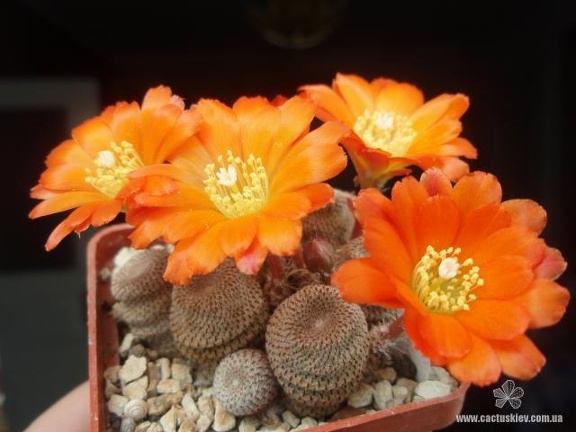 Rebutia  Aylostera  heliosa1