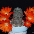 Rebutia  Aylostera  heliosa2