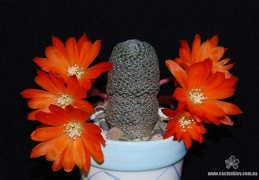 Rebutia  Aylostera  heliosa2