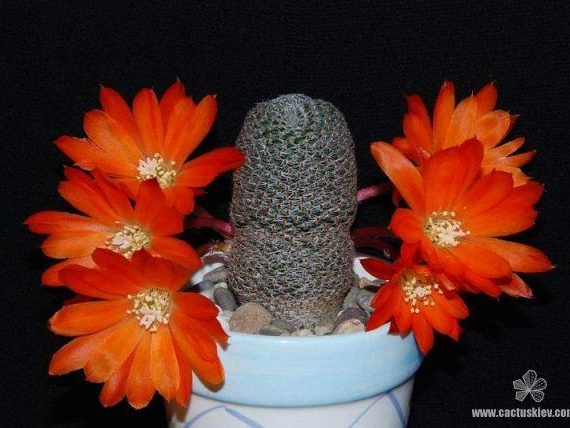 Rebutia  Aylostera  heliosa2