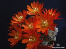Rebutia  Aylostera  heliosa3