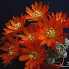 Rebutia  Aylostera  heliosa3