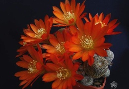 Rebutia  Aylostera  heliosa3