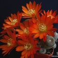 Rebutia Aylostera heliosa3 (2453 відвідувань) Rebutia Aylostera heliosa3