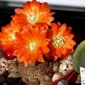 Rebutia  Aylostera  heliosa4