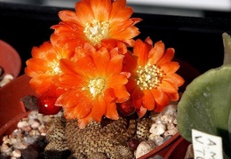 Rebutia  Aylostera  heliosa4