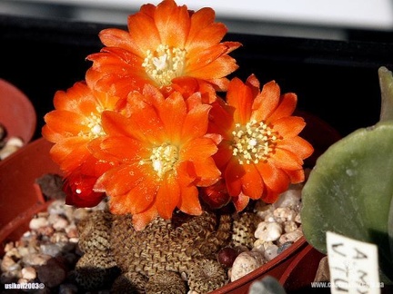 Rebutia  Aylostera  heliosa4