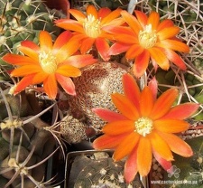 Rebutia  Aylostera  heliosa v  condorensis