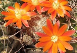 Rebutia  Aylostera  heliosa v  condorensis