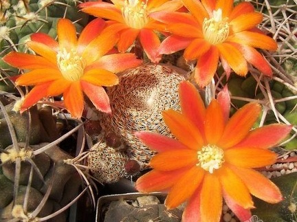 Rebutia  Aylostera  heliosa v  condorensis