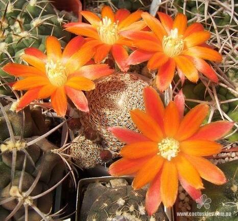Rebutia  Aylostera  heliosa v  condorensis