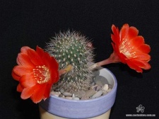 Rebutia  Aylostera  kupperiana-01