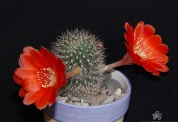 Rebutia  Aylostera  kupperiana-01