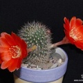 Rebutia Aylostera kupperiana-01 (2294 відвідувань) Rebutia Aylostera kupperiana-01