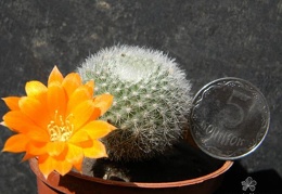 Rebutia  Aylostera  muscula