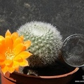 Rebutia Aylostera muscula (2379 відвідувань) Rebutia Aylostera muscula