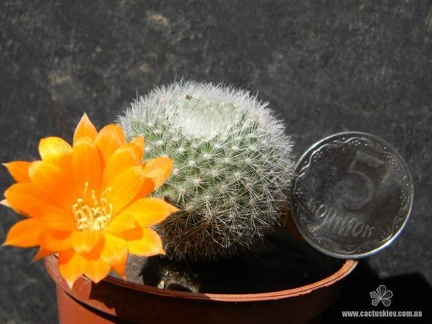 Rebutia  Aylostera  muscula