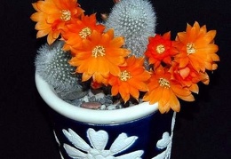 Rebutia  Aylostera  muscula1