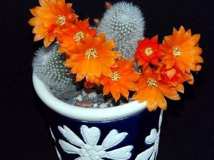 Rebutia  Aylostera  muscula1