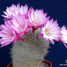 Rebutia  Aylostera  narvaecensis