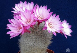 Rebutia  Aylostera  narvaecensis