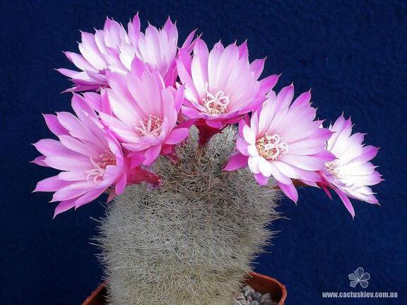 Rebutia  Aylostera  narvaecensis