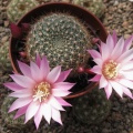 Rebutia espinosa  narvaecensis  Martian