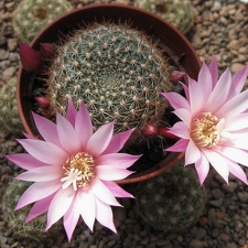 Rebutia espinosa  narvaecensis  Martian
