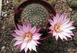 Rebutia espinosa  narvaecensis  Martian