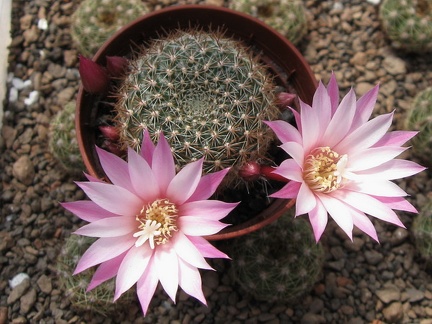 Rebutia espinosa  narvaecensis  Martian