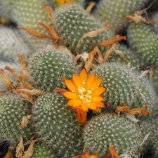 Rebutia fabrisii v  aureiflora