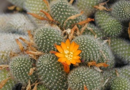 Rebutia fabrisii v  aureiflora