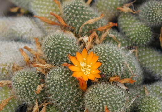 Rebutia fabrisii v  aureiflora