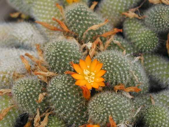 Rebutia fabrisii v  aureiflora