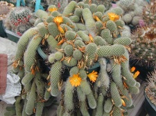 Rebutia fabrisii v  aureiflora pl