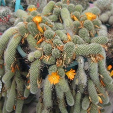 Rebutia fabrisii v  aureiflora pl