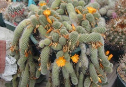 Rebutia fabrisii v  aureiflora pl