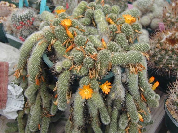 Rebutia fabrisii v  aureiflora pl