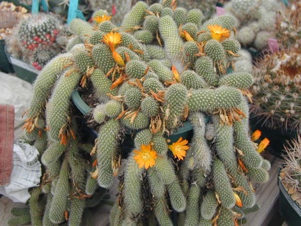 Rebutia fabrisii v  aureiflora pl