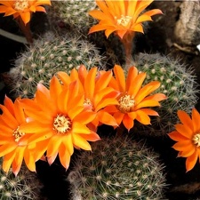 Rebutia flavistyla Der FG